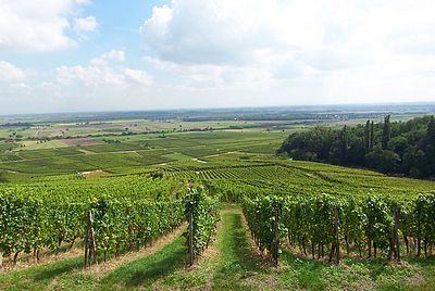 vigne domaine de la tour.jpg