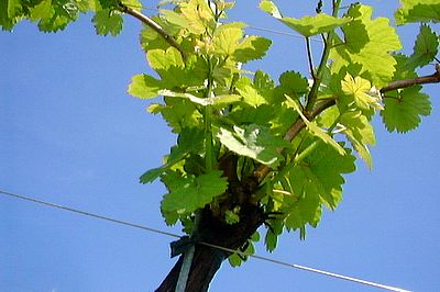 vigne au printemps.jpg