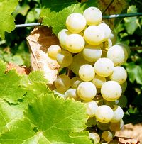 Pinot-blanc vins-straub