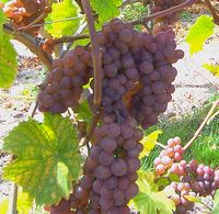 Pinot-gris vins-straub