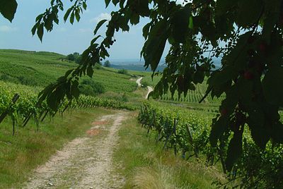 vigne du domaine de la tour