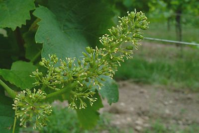 fleur de vigne straub