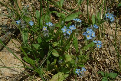 flore du domaine straub