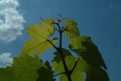 jeune pousse de vigne straub