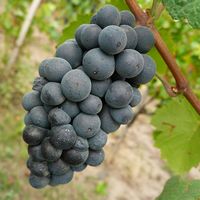  Pinot-noir vins straub