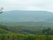 vendanges vins-straub1.jpg