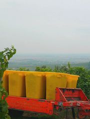 vendanges vins-straub.jpg