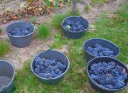 pinot-noir vins-straub.jpg