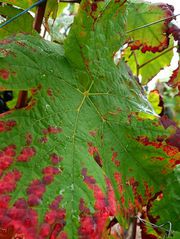 feuillage d'automne vins-straub.jpg