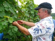 jean-fran�ois straub vins-straub.jpg