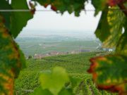 blienschwiller dans les vignes vins-straub.jpg