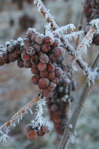 vendanges tardives vins-straub