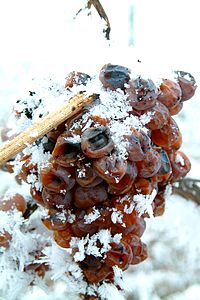 vendanges tardives vins-straub