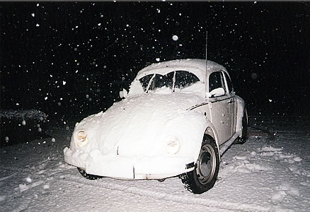 kaefer-im-schnee438_300.jpg