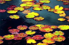 Gartenteich - was ist vorzusehen?