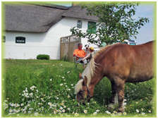 Urlaub für Pferd und Reiter