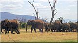am Wasserloch in Tsavo