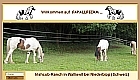 Irishcob-Ranch