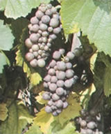 Grauburgunder