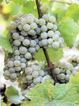 Riesling
