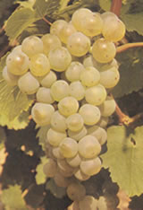 Scheurebe