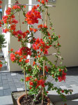 Blumenschmuck
