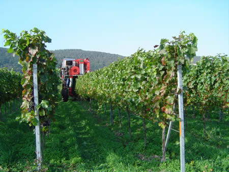 Weinlese