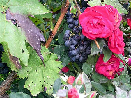 Wein und Rosen