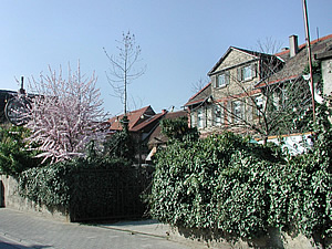 Das Öko-Weingut Marienhof in Dienheim am Rhein