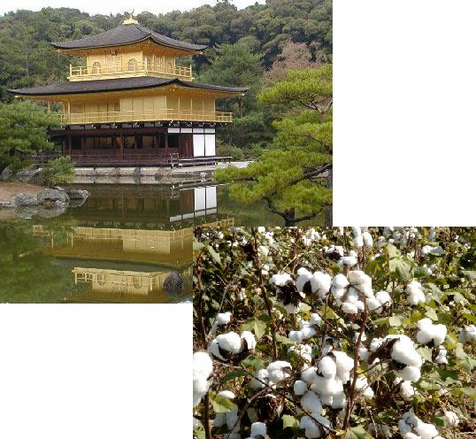 WEMA Intern - Aus der japanischen Tradition