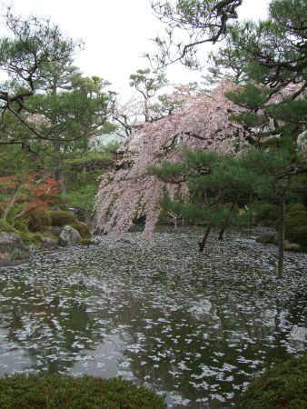 WEMA Intern - Japanischer Garten