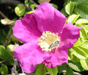Hagebuttenbl&uuml;te