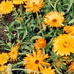 Ringelblumen