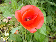 Mohnblume