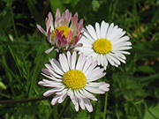 Gänseblümchen