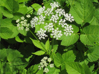 IG Wilde(e)Kräuter: Der Giersch - Pflanze des Monats Juli 2010