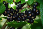 Pflanze des Monats Juli 2011 - Die schwarze Johannisbeere