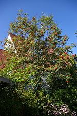 Die Eberesche - Pflanze des Monats September 2011