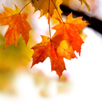 Ahorn - Herbstlaub