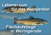 Wildfisch-Wernigerode e.V.