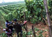 Arbeit im Weinberg