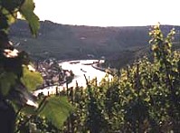 Umrahmt von Weinbergen