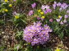 Krokusse