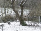 Apfelbaum 