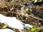 Schneeschmelze