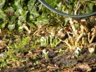Winterende