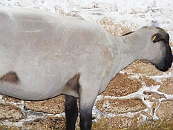 schaf geschoren