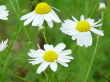 Blumen 2