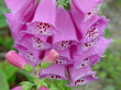Blumen 1