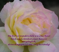 sch&ouml;ner, s&uuml;&szlig;er Liebesspruch - du bist so sch&ouml;n wie eine Rose ...